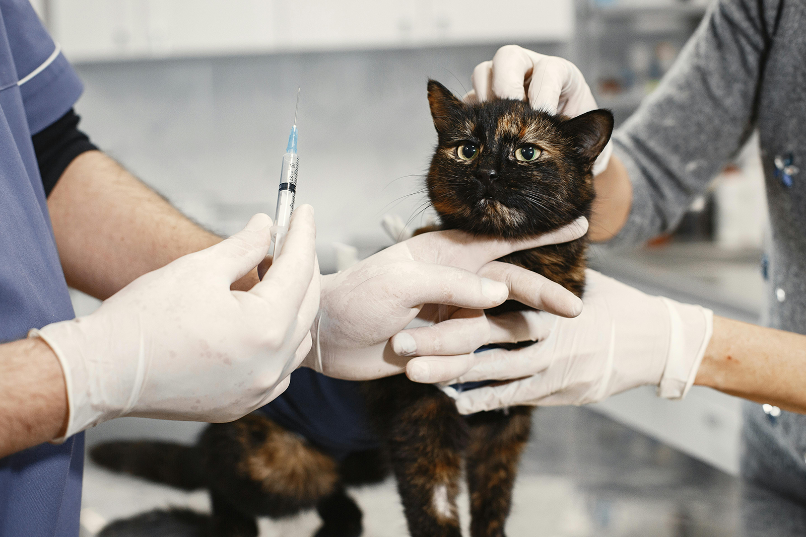 Cuidados de un gato esterilizado